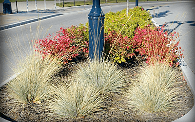 Landscaping for Marina Way Park in Penticton